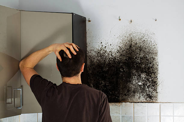 Mold Odor Removal Services in Miramar Beach, FL